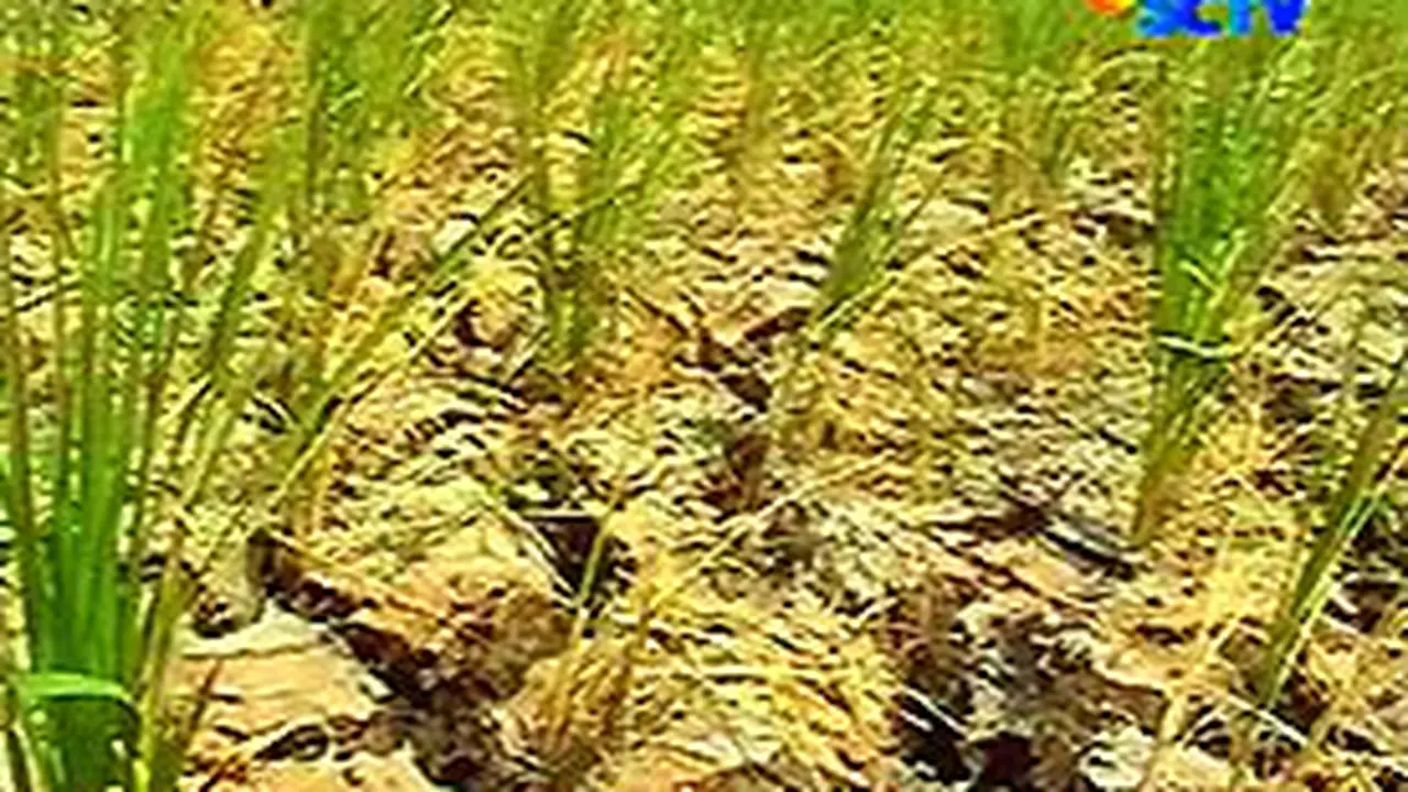 040706bkekeringan.jpg