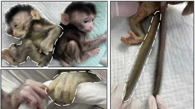 Chimera Stem Cell yang ditumbuhkan China.