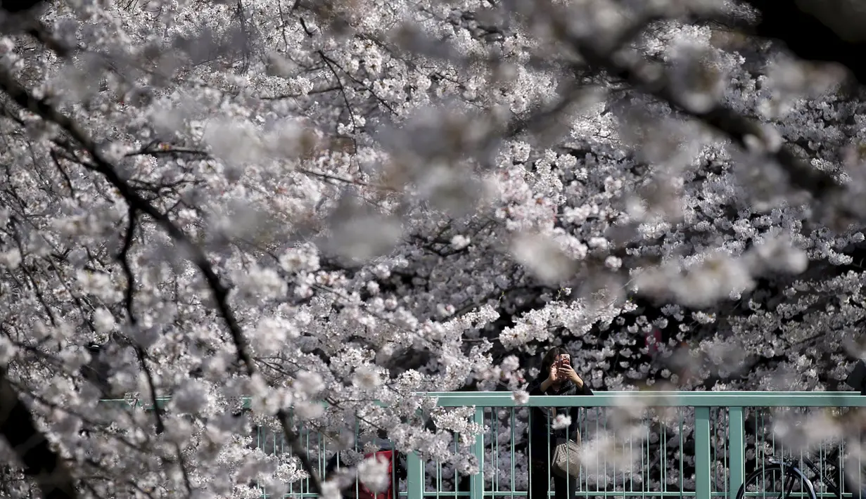 Seorang wanita memotret bunga sakura yang bermekaran di Tokyo, Jepang, Senin (30/3/2015). Warga Jepang menikmati masa-masa mekarnya bunga sakura di seluruh negeri mereka. (REUTERS/Toru Hanai)