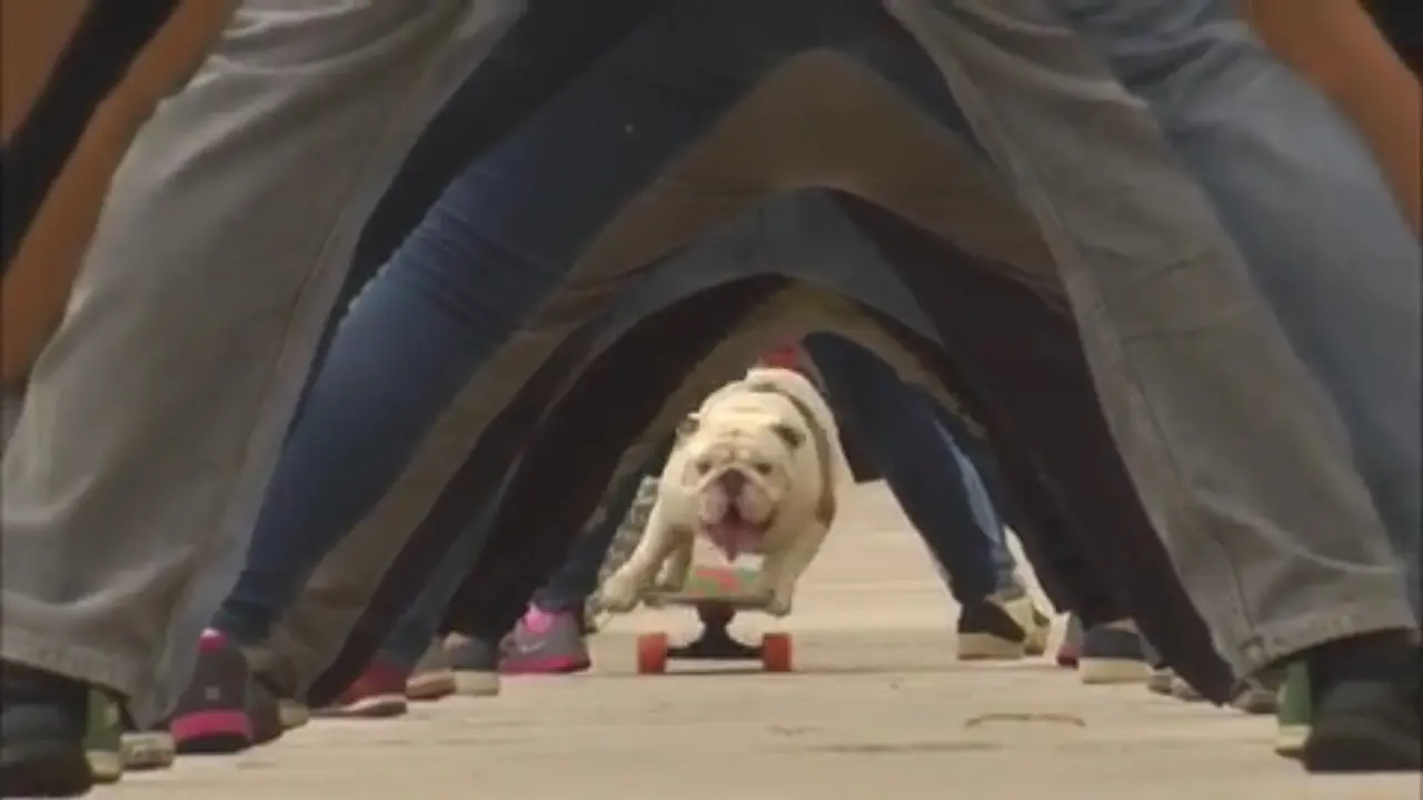 Otto the skateboarding dog