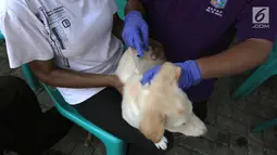Petugas menyuntikkan vaksin rabies kepada anjing di perumahan Jakarta Timur, Rabu (3/10). Penyuntikan vaksin rabies ini dalam rangka Hari Bebas Rabies Internasional. (Merdeka.com/Imam Buhori)