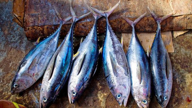 91 Contoh Ikan Konsumsi Air Laut Terbaru