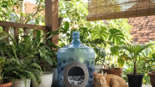 Mengapa Memilih Galon Bekas untuk Rumah Kucing?
