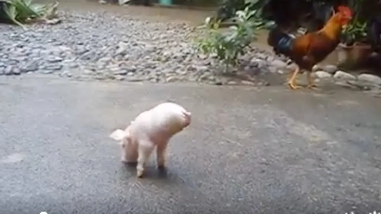 Meski Hanya Punya 2 Kaki, Anak Babi Berjuang Agar Bisa Berjalan