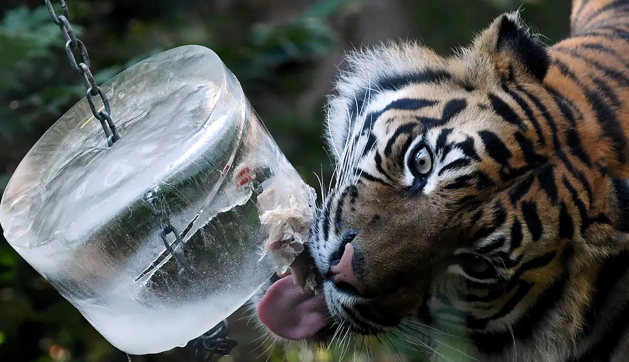 Seekor harimau menjilati balok es berisi sepotong daging di kebun binatang Roma atau disebut Bioparco di Roma, Italia, 13 Juli 2016. Akibat udara panas, pihak pengelola kebun binatang berinisiatif untuk memberi es krim pada para hewan. (Tiziana FABI/AFP)