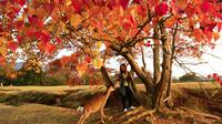 foto: Amkor Travel and Tours Inc