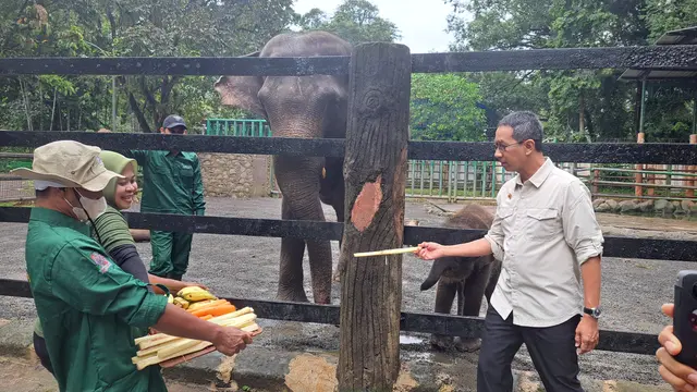 Penjabat (Pj) Gubernur DKI Jakarta Heru Budi memberi nama anak gajah sumatera dan jerapah di Taman Margasatwa Ragunan pada Jumat (3/2/2023)