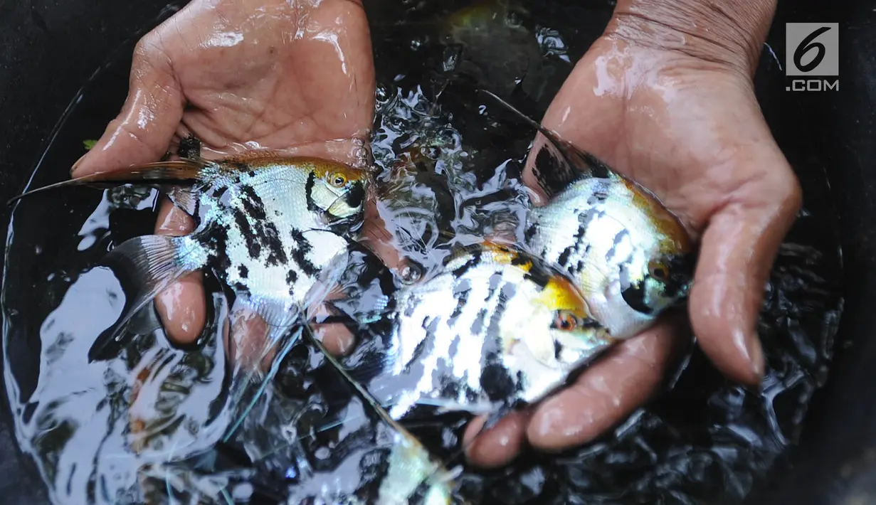 Peternak memanen ikan hias jenis memphis di Situ Telaga Biru yang airnya menyusut di Desa Parigi Mekar, Bogor, Kamis (8/8/2019). Saat musim kemarau, debit kedalaman air yang berkurang dari ketinggian 2,5 meter menjadi 1,2 meter menyebabkan petani budidaya merugi hingga 50 persen. (merdeka.com/Arie B