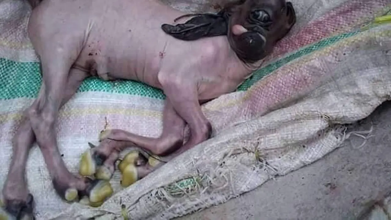 Kambing Bermata Satu