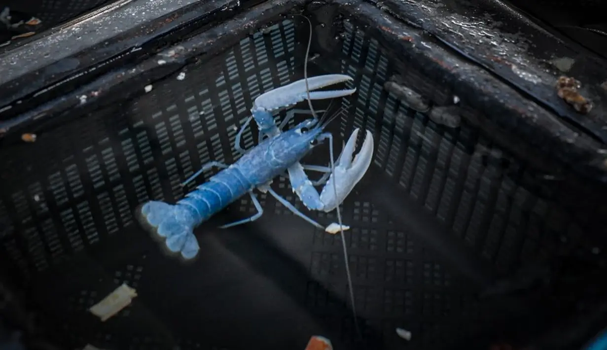 <p>Lobster biru berada dalam tangki di peternakan lobster King Lobsters Normandie, Breville-sur-mer, Prancis, Senin (26/6/2023). King Lobsters Normandie adalah satu-satunya peternakan lobster biru di dunia yang dibuka pada September 2022. (Lou BENOIST/AFP)</p>