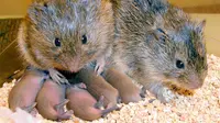 tikus Vole Padang Rumput (Todd Ahern/AP/Emory University)