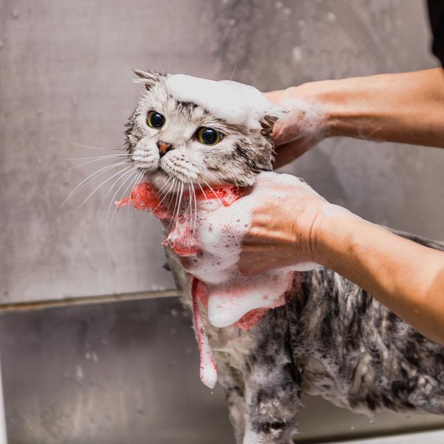 Telinga Kucing Bersisik Bisa Jadi Kucing Jamuran Citizen6 Liputan6 Com