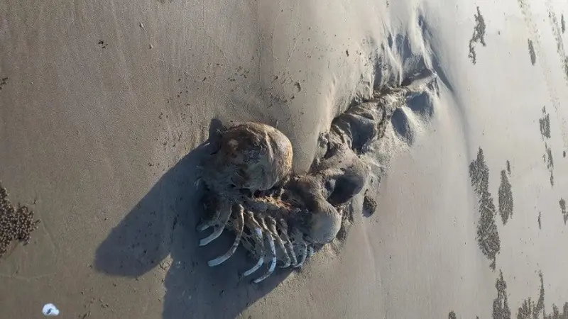 kerangka mirip mermaid di pantai Australia