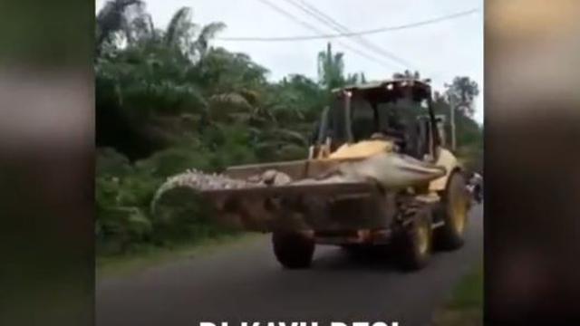 Viral Video Buaya Mati Berukuran 4,5 Meter Diangkut Buldozer, Bikin Heboh