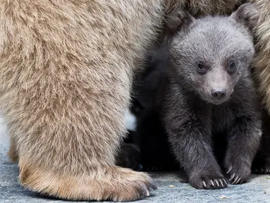 Seekor bayi beruang cokelat Suriah berdiri di bawah induknya, Martine, di kandang mereka di Kebun Binatang Servion, Swiss, Selasa (17/4). Tiga bayi beruang lahir pada 19 Januari 2018. (Cyril Zingaro / Keystone via AP)