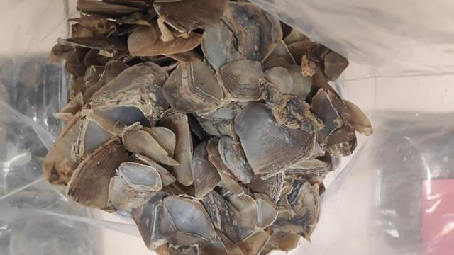 Sisik trenggiling sitaan penyidik Subdit IV Reskrimsus Polda Riau dari dua tersangka.