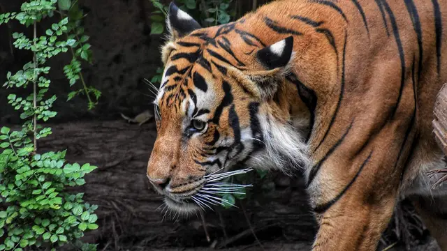 harimau