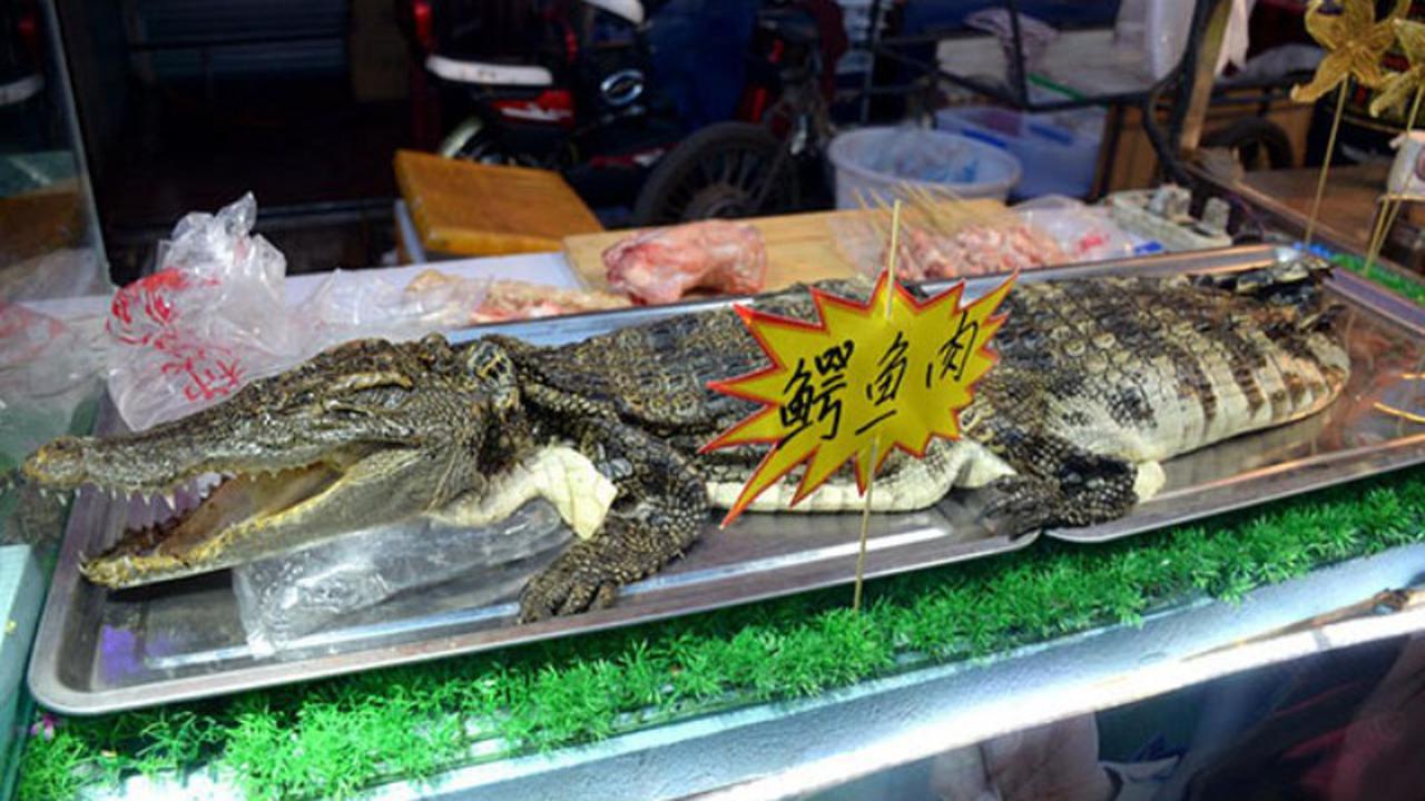 buaya, sate buaya, buaya raksasa