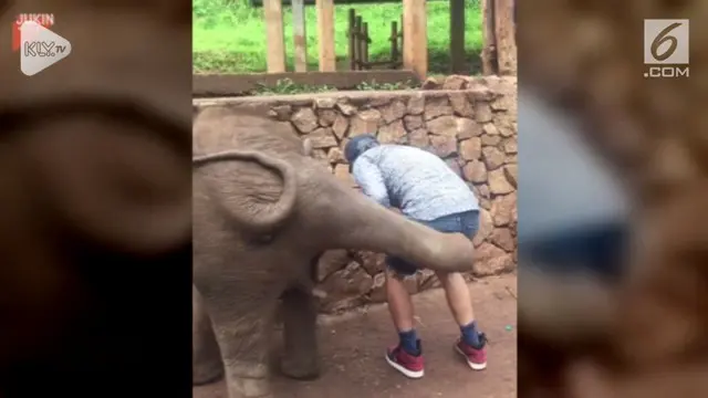 Bayi gajah menendang bokong seorang pria di Thailand. Aksi itu terjadi saat sang pria mencoba selfie dengan bayi gajah tersebut.