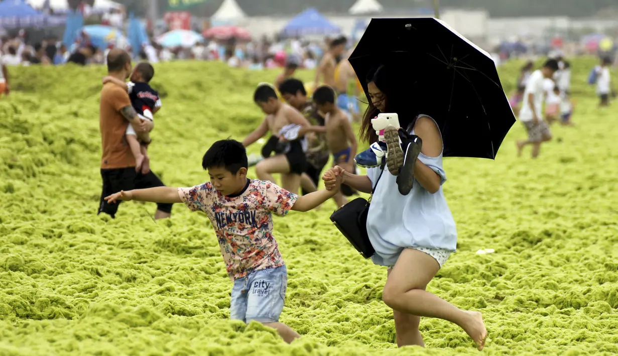 Pengunjung tampak asyik bermain di pantai yang tertutup ribuan ton ganggang di Qingdao, Provinsi Shandong, China, 19 Juli 2015. Fenomena alam yang ekstrem ini memang sudah menjadi agenda tahunan sejak 2007 silam di pantai tersebut. (REUTERS/Stringer)