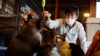 Sakae Kato bermain dengan kucing yang dia selamatkan di rumahnya, di zona terlarang di Namie, Prefektur Fukushima, Jepang, Kucing itu bernama Mokkun dan Charm, yang sama-sama terinfeksi virus leukemia.. (Foto: Reuters).