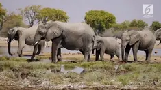 Presiden Donald Trump mencabut larangan impor gajah yang sebelumnya dibuat Presiden Obama.