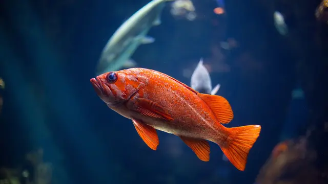 5 Ikan yang Tidak Boleh Dikonsumsi oleh Penderita Darah Tinggi