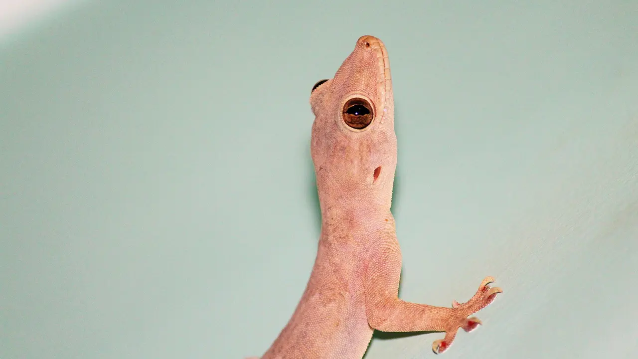 Suara Cicak Pertanda Apa