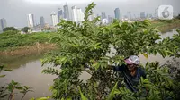 6 Khasiat Daun Jambu Biji, Solusi Alami untuk Menurunkan Kolesterol dan Gula Darah