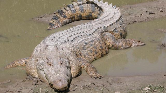 Buaya air asin atau salwater crocodile