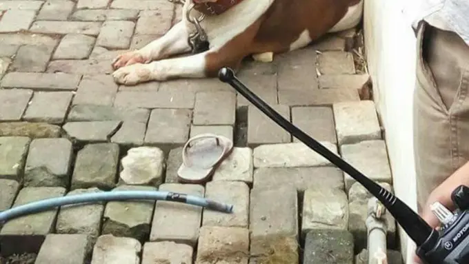 [Bintang] Kenapa Anjing Pitbull Menyerang Manusia?