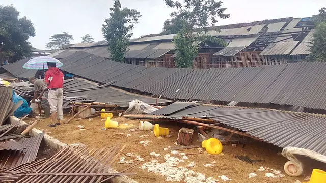 Puting Beliung Landa Pakisjajar Malang, Ribuan Ekor Ayam Tertimpa Kandang