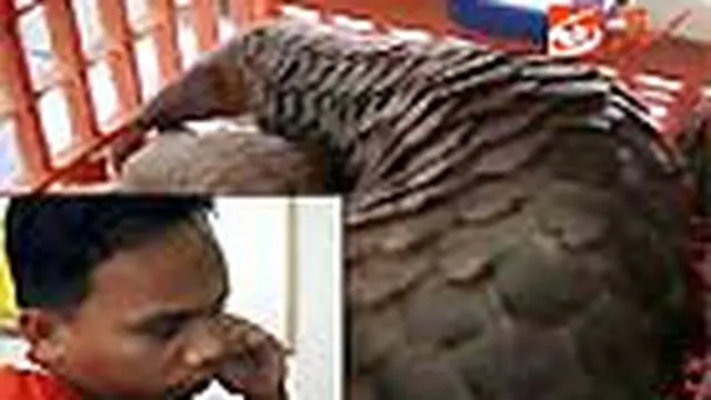 Perdagangan Trenggiling Digagalkan Polisi