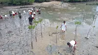Melindungi Mangrove di Donggala untuk Mitigasi hingga Potensi Ekonomi