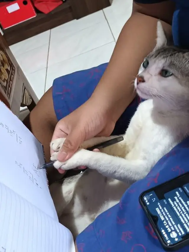 6 Potret Nyeleneh Anak Belajar Bareng Kucing Ini Bikin Geleng Kepala