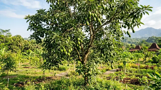 Cara Menanam Alpukat dari Biji hingga Berbuah