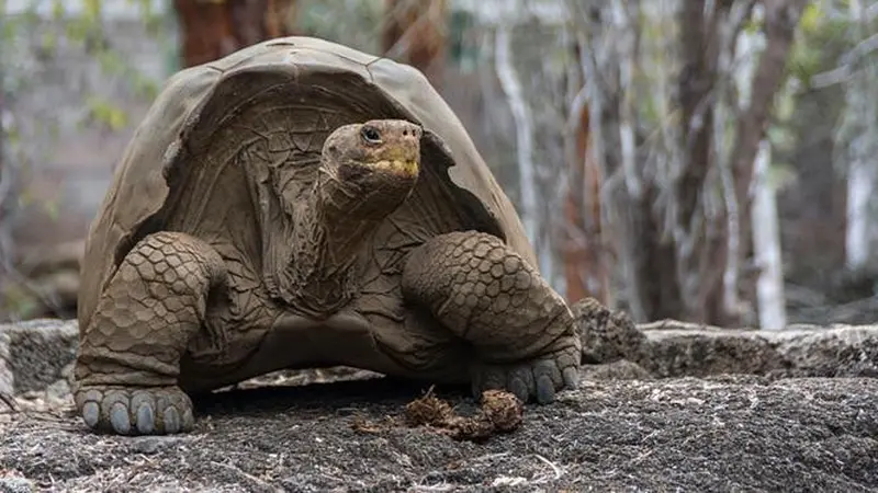 Kura-Kura Raksasa Galapagos