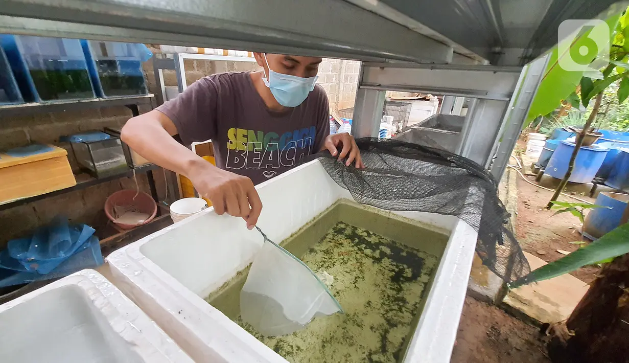 Stiadi mengambil Ikan guppy atau Poecilia reticulata di Pondok Jagung, Tangerang Selatan, Kamis (10/8/2020). Ikan guppy yang dijual dari harga Rp30 ribu hingga Rp500 ribu per pasanga ini banyak diminati penghobi ikan di tengah pandemi Covid-19. (Liputan6.com/Fery Pradolo)