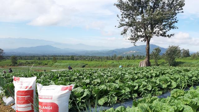 PKT Bantu Petani Sawi Putih di Cianjur Tingkatkan Produktivitas