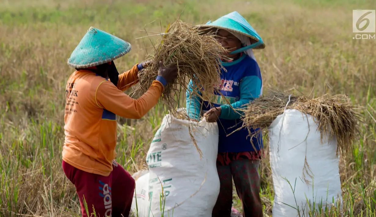 Petani memasukan padi jenis Jarong (unggulan) ke dalam karung di Kawasan Bekasi-Jakarta, Selasa (2/7/2019). Hasil panen padi kali ini para petani kurang memuaskan akibat cuaca yang tidak menentu dan serangan hama. (merdeka.com/Imam Buhori)