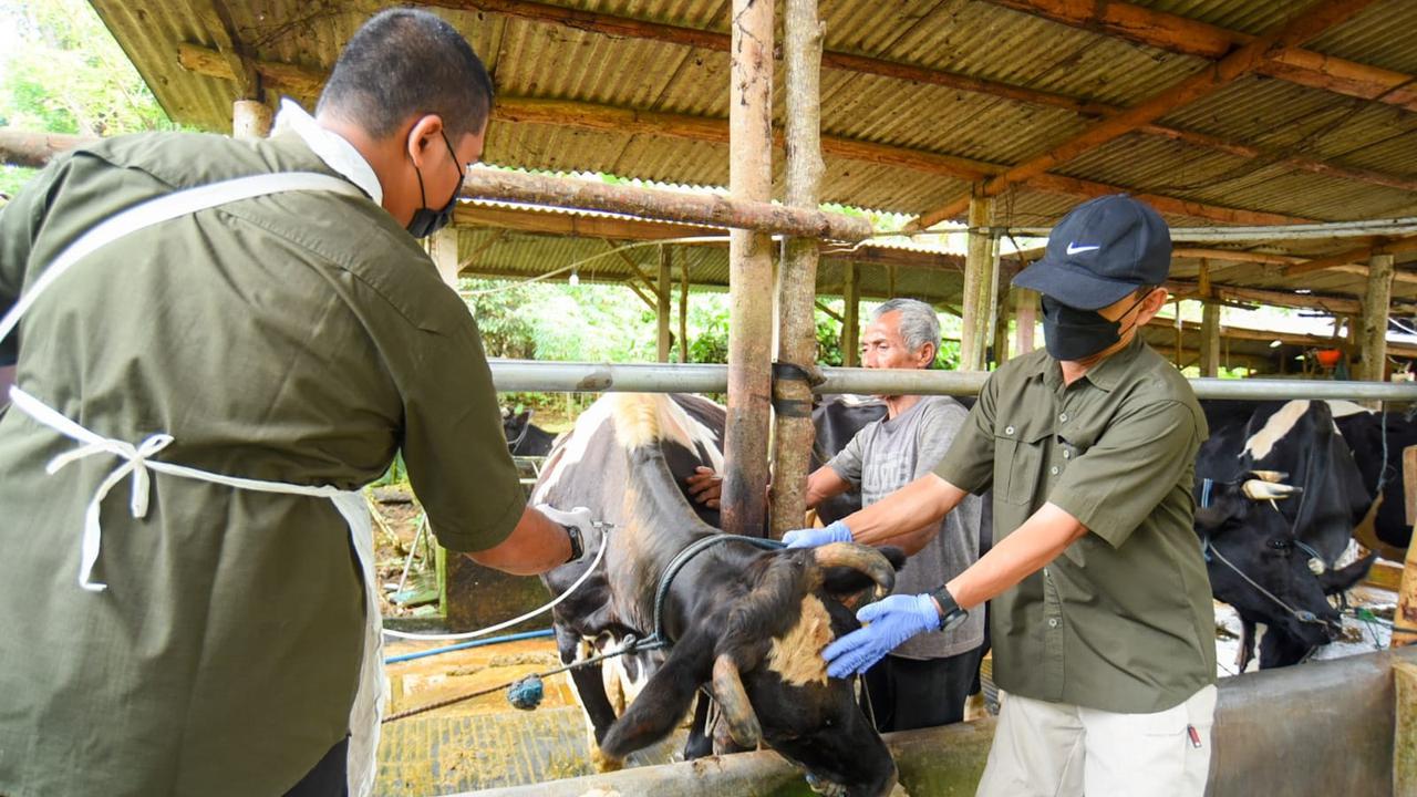Proses vaksinasi PMK di Banyuwangi  (Istimewa)