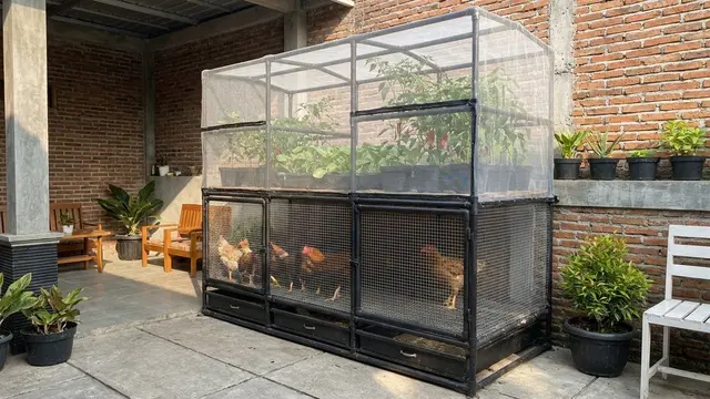 Kandang Ayam dan Greenhouse Mini