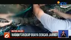 Secara bergotong-royong, warga pun berhasil menangkap buaya berukuran 1,5 meter ini menggunakan jaring.