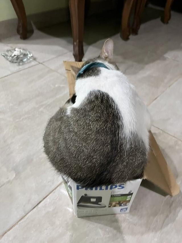10 Potret Kucing Memaksa Masuk Kardus Ini Bikin Gemas, Enggak Sadar Ukuran