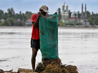 Banjir bandang yang menerjang wilayah Meureudu, Kabupaten Pidie Jaya, Provinsi Aceh merendam ribuan hektare sawah dan lahan pertanian. Tampak dalam foto, seorang petani mengeringkan padi di samping sawah yang terendam lumpur setelah banjir bandang di Meureudu, Kabupaten Pidie Jaya, Provinsi Aceh, pada Senin 8 Desember 2025. (Chaideer MAHYUDDIN/AFP)