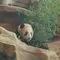 Bayi panda Satrio Wiratama atau Rio diperkenalkan ke publik setelah lahir di Taman Safari Indonesia (TSI) Bogor pada November 2025. (dok. Tangkapan layar Instagram @taman_safari/https://www.instagram.com/p/DZAX7hevrZs/Dinny Mutiah)