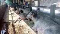 Daging Sapi Mahal, Warga Garut Mulai Beralih ke Daging Kerbau
