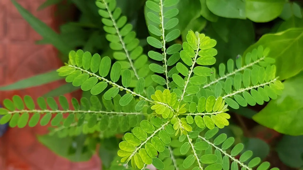 Daun Meniran