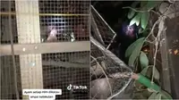 Ayam berkokok tiap malam, pria ini temukan makhluk misterius di belakang kandang. (Sumber: TikTok/@azmilkkl)