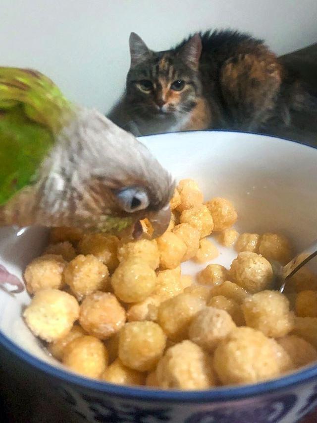 10 Potret Hewan Peliharaan saat Ketahuan Mencuri Makanan Ini Bikin Gemas